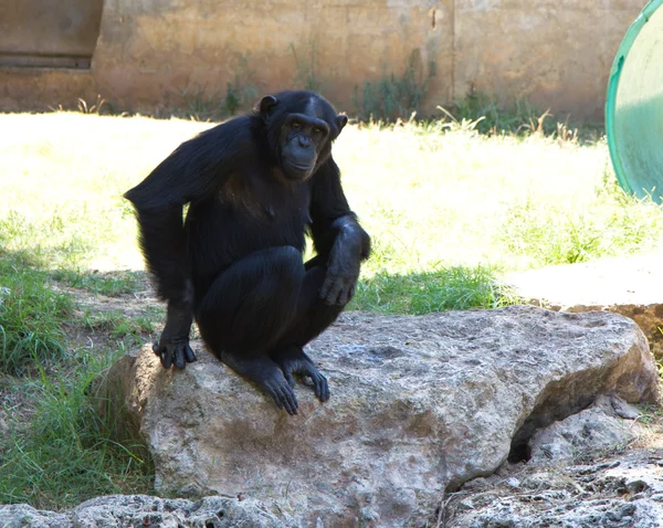 Chimpanzé — Fotografia de Stock