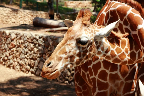 Giraffe — Stock Photo, Image
