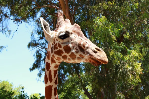 Giraffe — Stock Photo, Image