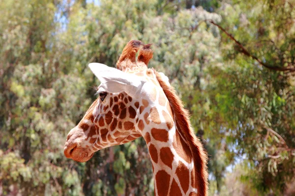 Giraffe — Stockfoto