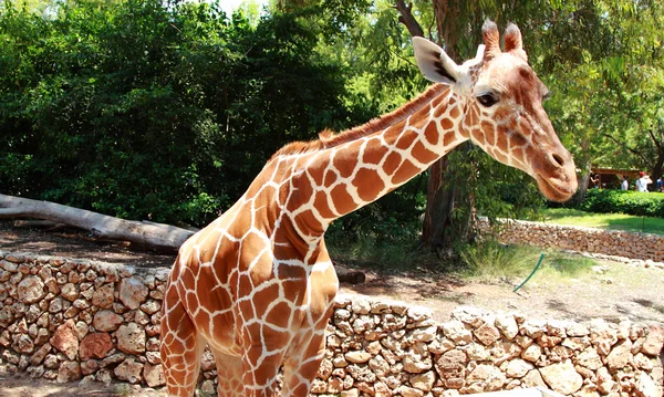 Giraffe — Stock Photo, Image