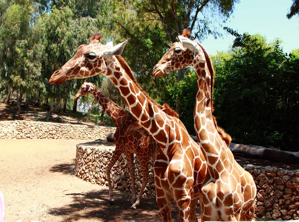 Giraffe — Stock Photo, Image