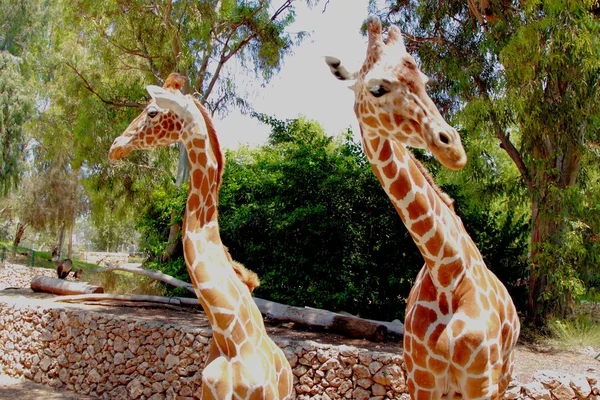 Girafas — Fotografia de Stock