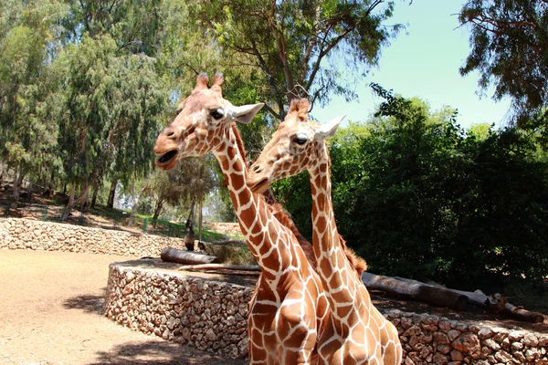 Giraffes — Stock Photo, Image