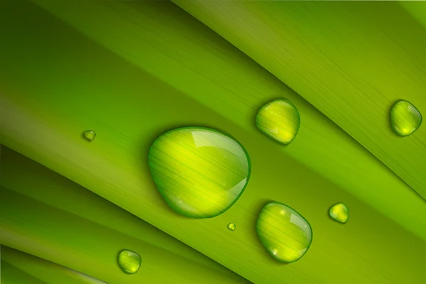 Kapky vody na čerstvé zelené trávě, realistické vektorové znázornění. — Stockový vektor