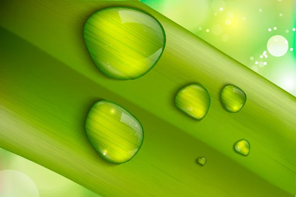 新鮮な緑の草の上に水が落ちる、現実的なベクトルイラスト. — ストックベクタ