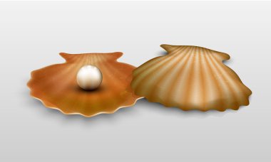 vektör kabuğu'inci