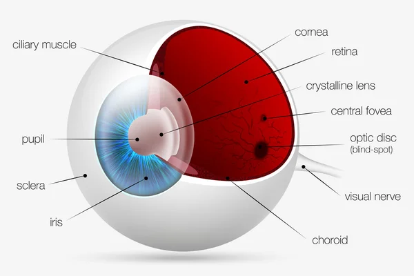 El ojo humano — Archivo Imágenes Vectoriales