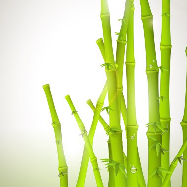 Bambu Arkaplanı