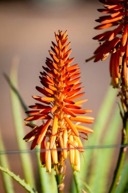 Krantz Aloe Ağaçevi, Turuncu çiçekli Inkalane