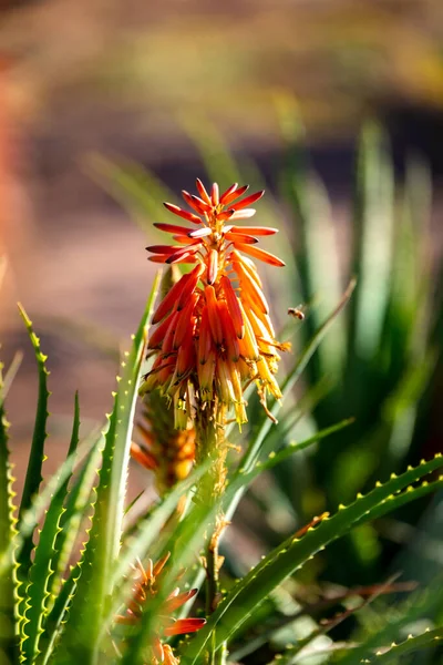 Krantz Aloe Ağaçevi, Turuncu çiçekli Inkalane
