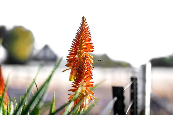 Aloe Arborescens Της Krantz Inkalane Πορτοκαλί Λουλούδι — Φωτογραφία Αρχείου