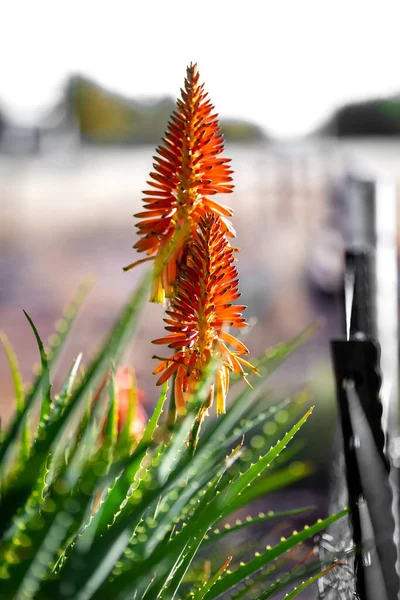 Krantz Aloe Ağaçevi, Turuncu çiçekli Inkalane