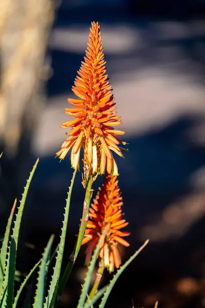 Krantz Aloe Aloe Arborescens Inkalane Kwiatem Pomarańczy — Zdjęcie stockowe