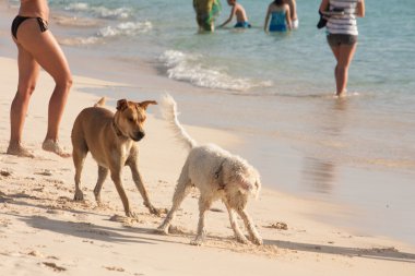 köpek sahilde