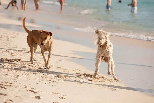 Perros en la playa —  Fotos de Stock