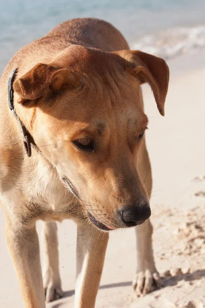 Köpek sahilde — Stok fotoğraf