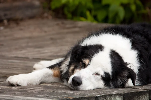 Lata hund dag av sommar — Stockfoto