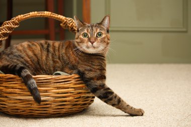 sepet içinde kedi