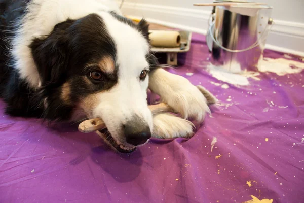 Perro mastica pincel — Foto de Stock