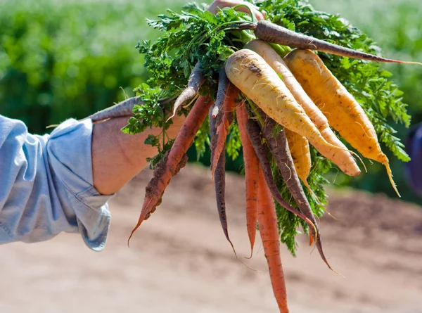 Carottes multicolores — Photo