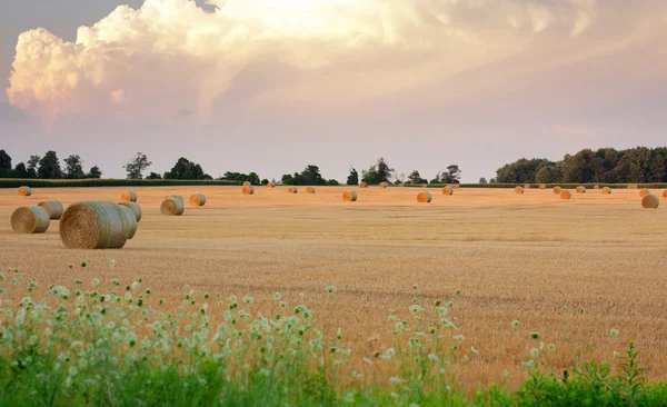 Fardos de heno en la amplia extensión de campo — Foto de Stock