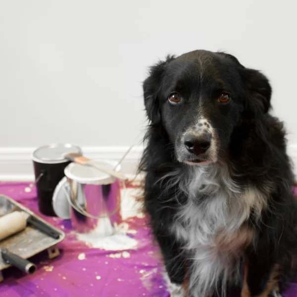 Dog gets into painting project — Stock Photo, Image