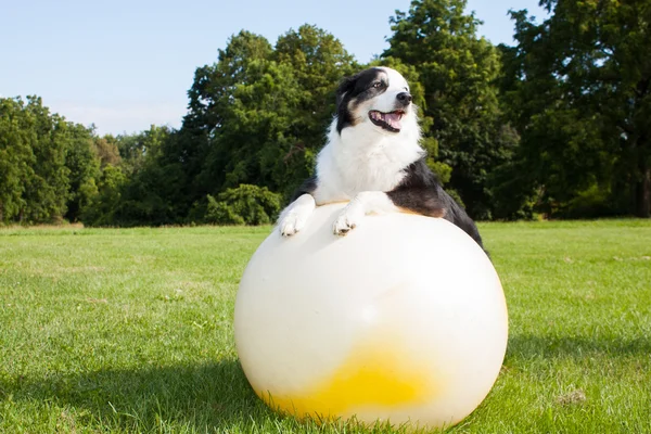 Cão na bola de ioga — Fotografia de Stock