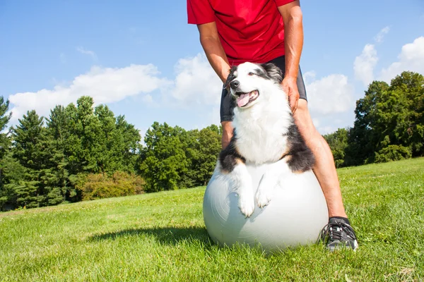 Výcvik psa na jóga míč — Stock fotografie