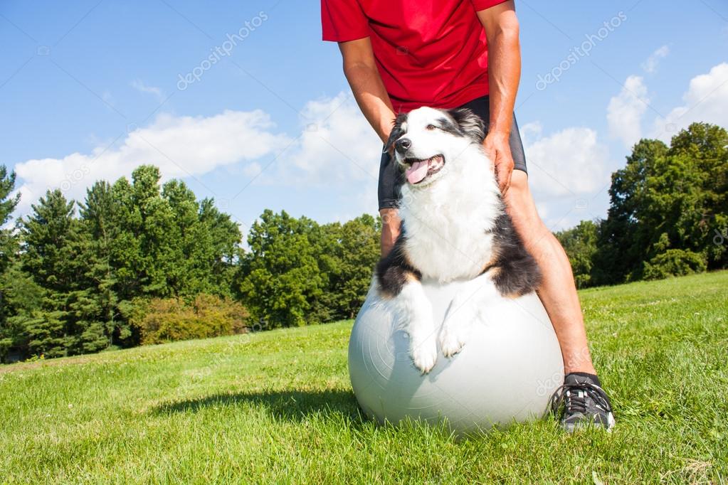 Training dog on Yoga ball