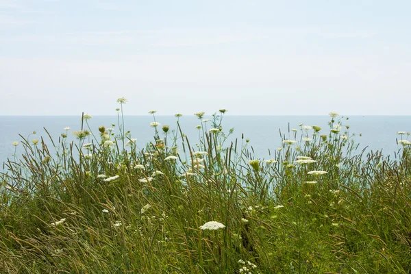 Field flowers by the lake — Stock Photo, Image