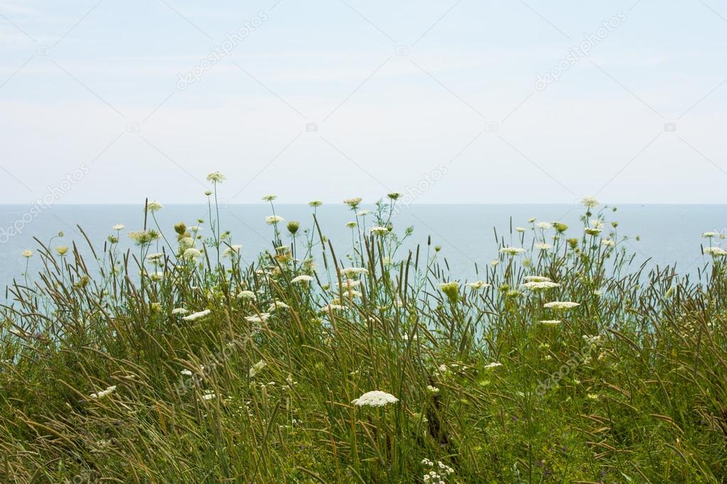 field flowers by the lake