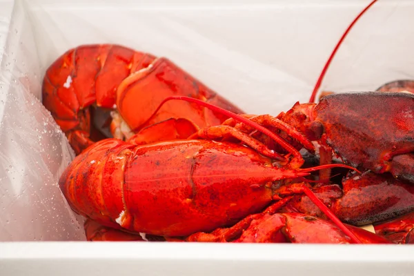 Rebus Lobster — Stok Foto