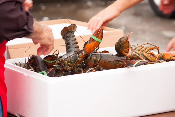 신선한 Lobsterfest — 스톡 사진