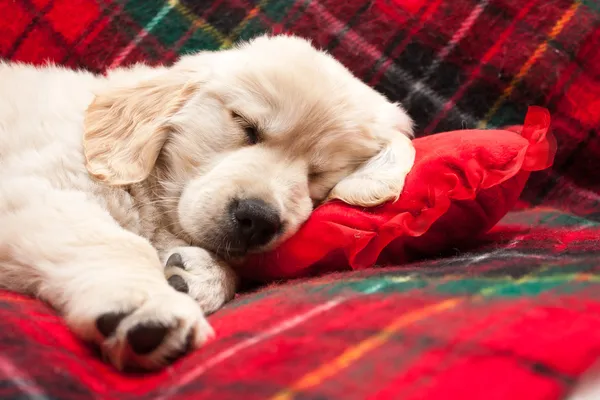 köpeklerine ekose uyku