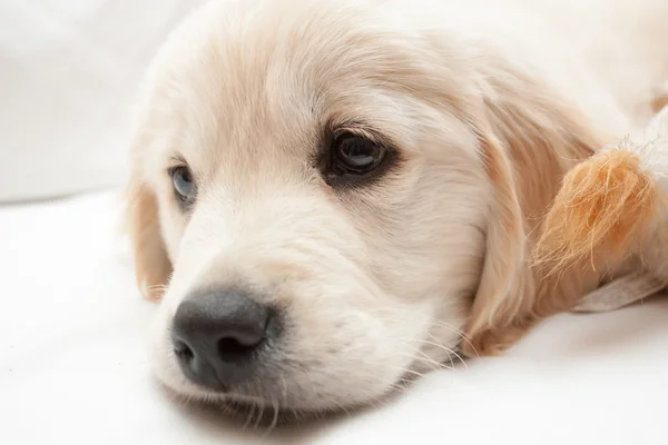 Golden retriever yavru beyaz — Stok fotoğraf