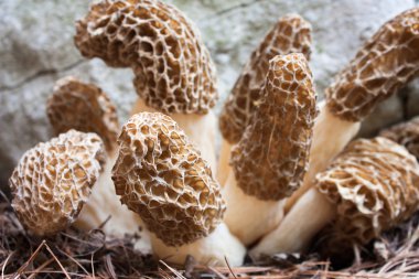 siyah morels