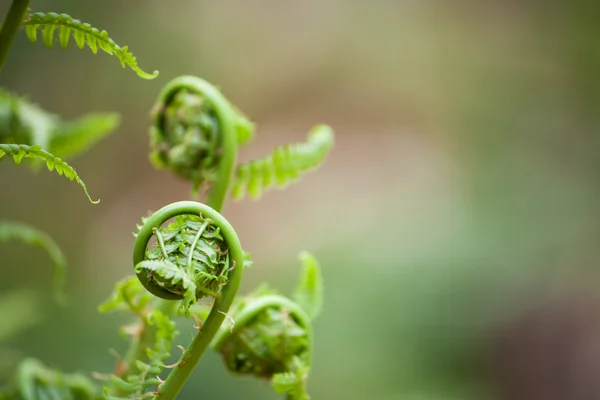 Felci primaverili si dispiegano — Foto Stock