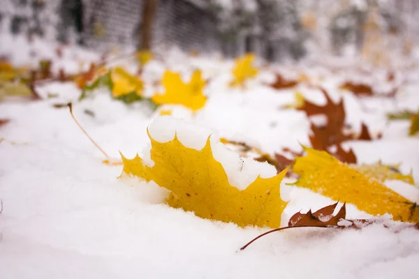 Gekleurde bladeren in sneeuw — Stockfoto