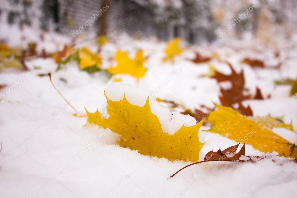 Colored leaves in snow