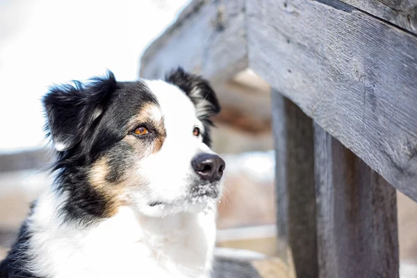 Garde-corps Australian Shepherd en bois — Photo