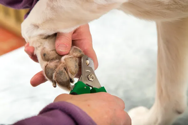 Dog Nail Dremel Stock Photos - Free & Royalty-Free Stock Photos