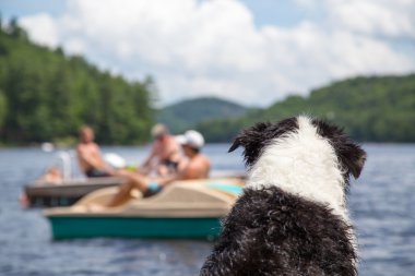 Dog watches activity on the lake clipart