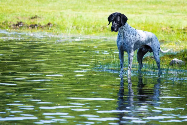 Puntatore inglese allo stagno — Foto Stock