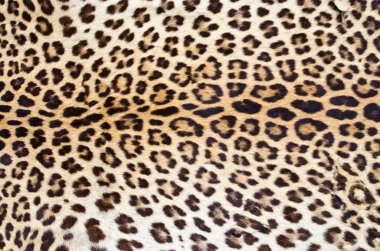 Leopard skin clipart