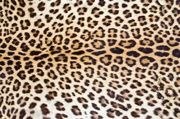 Pele de leopardo — Fotografia de Stock