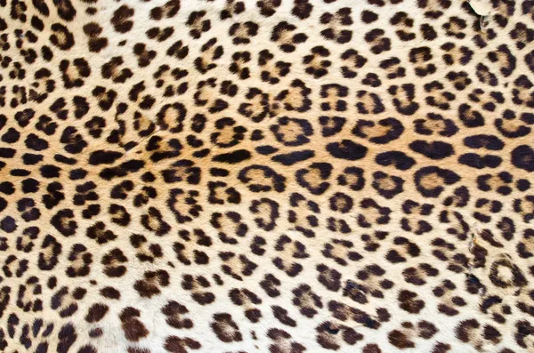 Leopard huid Stockfoto
