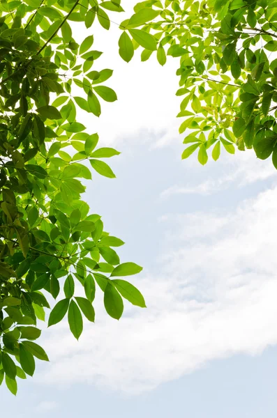 Hoja verde con cielo brillante en el fondo — Foto de Stock