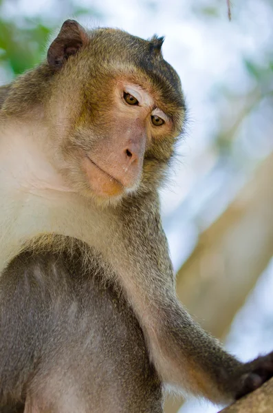 Thajsko opice — Stock fotografie