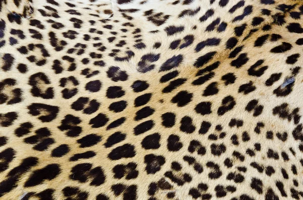Real tiger fur — Stock Photo, Image
